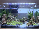 西游水族鱼缸水族箱客厅小型迷你桌面免换水生态造景小金鱼缸热弯超白玻璃 长50*宽26*高30-云影群峰款造景全套 实拍图