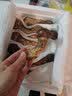 京鲜生探鲜锋云南新鲜松茸净重500g单12-15cm空运出口级源头直发包邮 实拍图