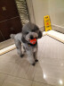 宜特（EETOYS）狗狗发声玩具小中大型犬磨牙换牙室内互动户外训练宠物玩具球 【幼犬恒牙护理】小号弯骨 实拍图