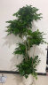 植男植女幸福树造型绿宝盆栽绿色植物客厅室内大型绿植办公室乔迁源头直发 晒单实拍图