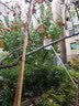 德力西摘水果神器伸缩杆柿子高空采摘香椿勾芒果杏果子摘果器手动农具 Cr不锈钢伸缩摘果器【7米6节】 实拍图