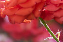 中一（zhongyi） 中一光学 85mm F2.0全画幅人像手动对焦镜头EF\AI\FE\FX 尼康口-黑色 标配 实拍图