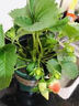 瑰玮奶油草莓苗盆栽带盆带土种籽子可食用红颜四季结果阳台种植新苗秧 四季草莓一盆（原盆原土发货） 不含盆 实拍图