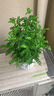 卉轩居正宗清香胡椒木盆栽花卉室内外驱蚊草植物树苗老桩盆景九里香绿植 3年苗清香胡椒木驱蚊（原土无盆） 实拍图