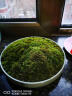 孙凯（SUNKAI）鲜活苔藓青苔藓 微景观植物盆景生态瓶diy绿植水陆缸假山盆栽盆景 朵朵藓一盒11x8cm2盒 实拍图