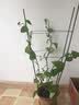 生长魔励植物爬藤花架阳台花盆攀爬支柱花卉固定支撑防倒蟹爪兰铁线莲支架 3圆环支柱-75cm（2个起发货） 实拍图