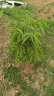 滨淇桃树苗盆栽庭院地栽嫁接果树苗木南方北方栽种 1.5--1.8厘米粗2棵 晒单实拍图