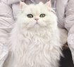 憨憨宠 宠物电热毯 狗狗宠物猫用加热垫猫咪取暖器恒温暖垫冬季保温垫子 9档调温定时款（45*60cm） 实拍图