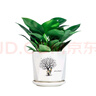 绿荫巷子大叶绿公主金钻植物办公室内客厅花卉吸甲醛好养易活绿植盆栽 【钻形陶瓷】铂金钻  大号30cm 实拍图