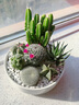 萌卉植仙人掌多肉植物带盆组合仙人球盆栽办公室阳台绿植室内桌面花卉 C款组合：图中植物+盆土铺面 白瓷盆 实拍图