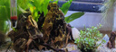 森森 水族鱼缸过滤器 外置壁挂过滤器 去除油膜瀑布式过滤 HBL-801壁挂过滤桶适配20-40cm鱼缸 实拍图