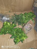 雅卉水培植物盆栽发财树办公室内小绿植芦荟吊兰花卉盆栽好养 【懒人盆】金枝玉叶 含盆 实拍图