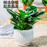 绿荫巷子大叶绿公主金钻植物办公室内客厅花卉吸甲醛好养易活绿植盆栽 【钻形陶瓷】铂金钻  大号30cm 实拍图