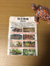 铃兰花苗浓香带芽多年生四季开花室内阳台绿植盆栽耐寒好养活花卉 7-垂丝白铃兰20颗 实拍图