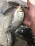 捍太郎牵龙长杆19调传统钓鱼竿轻硬长节手竿1钓竿大物杆打窝杆炮竿 足尺19调捍太郎牵龙鲇8米+粗稍+前三节+礼包 实拍图