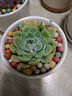 绿荫巷子多肉植物组合套餐肉肉室内植物办公室电脑桌面盆栽好养活小盆栽 【白月影】精养大颗 含瓷盆+托 实拍图