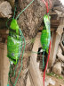 世家大树活的快树木营养液果树吊针液通用型移栽生根剂营养液吊针袋 晒单实拍图