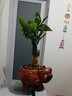 花知态发财树盆栽室内客厅桌面绿植小盆景大发财树苗招财树吸甲醛植物 舍得陶瓷盆+单棵发财树 含盆 实拍图