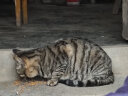 parlmu帕蓝姆深海鱼冻干猫粮10kg20斤成猫幼猫英短橘猫全阶段全猫咪通用 实拍图