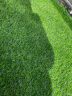 夺秀 仿真草坪地毯塑料假草皮 人造草坪阳台户外人工草坪幼儿园假草坪 25mm标准款耐用春草/平方 每平方尺寸（2米*0.5米） 实拍图