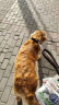奥丁（ODIN）西餐厅狗粮40斤 阿拉斯加全犬种通用型 幼犬专用狗粮20kg 实拍图