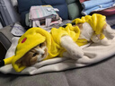 阿莫尔网红猫咪衣服秋冬季搞怪狗狗衣服可爱搞笑小型猫犬四脚衣连帽泰迪 皮卡丘变身装 L(建议8-10斤具体参考胸围背长) 实拍图