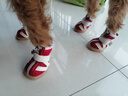 宠哆哆 狗狗鞋子泰迪脚套宠物透气柯基比熊贵宾博美轻便鞋 熊猫狗鞋(橙色) L-XL码 4号（建议9-11斤） 实拍图