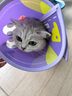 KimPets宠物伊丽莎白圈猫咪防舔头套狗狗防抓挠防咬项圈脖圈绝育驱虫用品 【轻盈无拘束】大眼萌萌 M(颈围24-31cm 适合6-13斤宠物) 实拍图