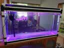 闽江（minjiang）鱼缸水族箱家用屏风生态造景中大型金龙鱼缸客厅免换水鱼缸 纯洁白色（养鱼礼包） 长120.6*宽36.7*高70（单缸体不含柜） 实拍图