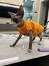 猫容猫咪衣服德文猫衣服宠物保暖秋冬季布偶猫背心绒衣狗狗小猫幼猫衣 活力橙 L(6-8斤) 实拍图