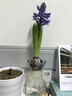 绿丝绦风信子种球水培花卉土培种子四季室内室外耐寒植物花苗盆栽 蓝珍珠（蓝色） 水培套餐（水培瓶+种球） 实拍图