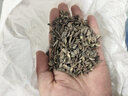 简雪花卉种子花籽四季种易活四季开花室外鲜花盆栽种植庭院室内多年生 千日红/紫种子1斤 实拍图