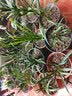 劉閣蘭花刘阁兰花营养 自然生态种植专用土 兰花需备植料花卉绿植园艺盆景 促销高档兰土20包 实拍图