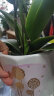 仟尚亿 四个一套组合套装花盆陶瓷带托盘绿萝绿植大号创意个性桌面家用肉肉植物北欧风格简约白色多肉花盆 一路相伴组合4个 中等 晒单实拍图