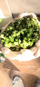 纳格兰多肉植物 绿植盆栽 桌面绿植 迷你植物 珍珠吊兰(一盒的数量) 实拍图