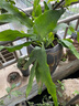 御卉阁 绿植盆栽花卉昙花苗  琼花苗 俗称月下美人 香味浓郁室内外盆栽 3年苗 实拍图