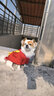 憨憨宠 狗狗衣服猫衣服宠物泰迪衣服冬季猫咪衣服小型犬衣服幼犬秋冬服 红色 花朵小背包卫衣 XL号建议体重11-15斤 实拍图