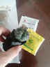种花迷绯花玉仙人球盆栽四季开花好活净化空气吸甲醛桌摆办公室花卉绿植 玫红原盆原土 小球3-4厘米 实拍图
