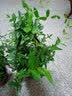 法国香水茉莉花苗冬季带花苞长青绿植花卉盆栽 黄茉莉爬藤植物耐寒花卉 法国香水中苗不含盆 含盆 实拍图