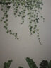 欧仕图（OUSHITU）ins墙贴自粘 大型植物墙壁装饰贴画温馨学生寝室布置贴纸玻璃墙纸 芭蕉叶藤蔓叶子（大） 实拍图