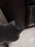 爱思得（ASCENDAR）宠物幼猫猫粮天然粮进口配方5.4kg（1.8*3） 猫咪主粮三文鱼新款 实拍图