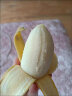 润味来广西新鲜小米蕉自然熟糯米蕉超甜皇帝蕉小香芭蕉当季水果甜香蕉 2斤 尝鲜装 晒单实拍图