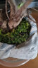 青苔藓鲜活苔藓微景观植物盆景盆栽水陆缸假山草造景材料白发藓短绒青苔- 星星藓(11*8)cm 2盒 实拍图