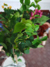 步恋【带花苞发货】重瓣三角梅大棵庭院阳台室内植物花卉盆栽树苗爬藤 加州黄【带花发货】 福建基地【含育苗盆土】 实拍图