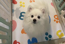 多可特（D-cat）狗罐头狗零食罐头成犬幼犬全品种狗粮伴侣狗狗湿粮膳食罐 【胃口大开】混合口味85g12罐 实拍图