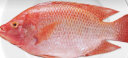 品珍鲜活 生鲜鱼类三去净膛红星斑900g两条装450g/条 彩虹鲷红罗非鱼 净重450g/条(2条装) 实拍图