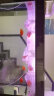 血红鹦鹉鱼活体发财鱼财神鱼大型热带观赏鱼淡水好养 9-10cm血鹦鹉6条 实拍图