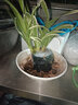 玫绚金边兰花苗 名贵精品 浓香型 建兰矮种室内 花卉 好养 仙客来 一颗5苗连体 带简易黑色软袋盆土 实拍图