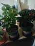 花竹恋杜鹃花四季开花盆栽花卉绿植阳台办公室红掌室内盆栽盆景大型绿植 茉莉 含盆栽好发货高度40厘米左右 实拍图