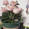 萌肉居迷你小玫瑰花苗盆栽室花卉好养绿植物颜色随机原盆土源头直发 实拍图